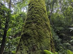 -西双版纳原始森林公园