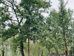 -康庄公园