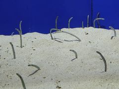 -上海海洋水族馆