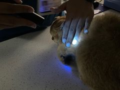 -凯瑞希宠物医院·狂犬免疫·微创·皮肤科