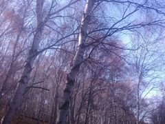 -塞罕坝国家级自然保护区