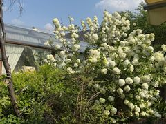 -Jo's Garden