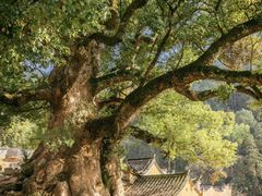 -杨家堂村