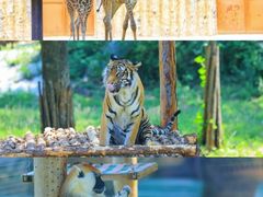 -济南野生动物世界