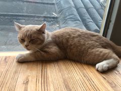 -猫小院猫主题咖啡厅(北锣店)