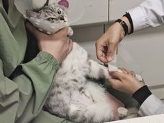 -达爱动物医院·犬猫分区·CT·复杂眼科(远洋山水分院)