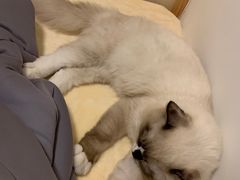 -瑞派天宁宠物医院·猫科·异宠中心