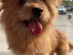 -瑞派康怡24h宠物医院·犬猫医疗中心·微创绝育(瑞景分院)