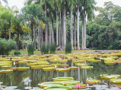 -中国科学院西双版纳热带植物园