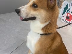 -伟伟宠物医院·CT影像中心·瑞派犬猫综合性门诊(汉口总院)