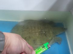 -潮信鱼头王(西环店)