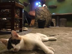 -猫猫幼稚园·撸猫·桌游·电玩