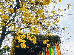 -天适樱花悠乐园