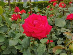 -中国中医科学院望京医院(院本部)