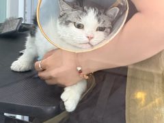 -爱洗澡的猫(望京店)