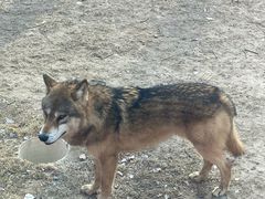 -北京野生动物园