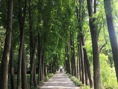 -上海滨江森林公园
