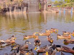 -广州莲花山旅游区