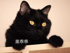-北京派仕佳德动物医院·超导核磁·CT·神经科·骨科·内外科·急重症管理中心