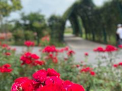 -顾村公园