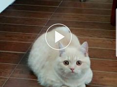 -Bastet sally猫舍购宠(静安店)