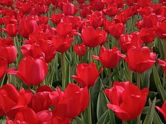 -石家庄市植物园