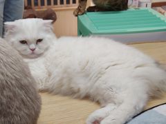 -猫和宫(六道口店)