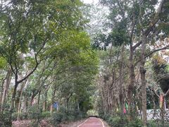 -大屏嶂森林公园