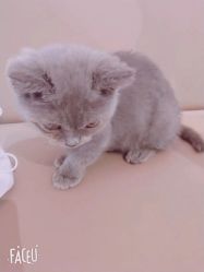 -Moni星球萌宠·小马宝莉·灵蛇·高端高阶全萌宠互动体验俱乐部(红豆国际广场店)