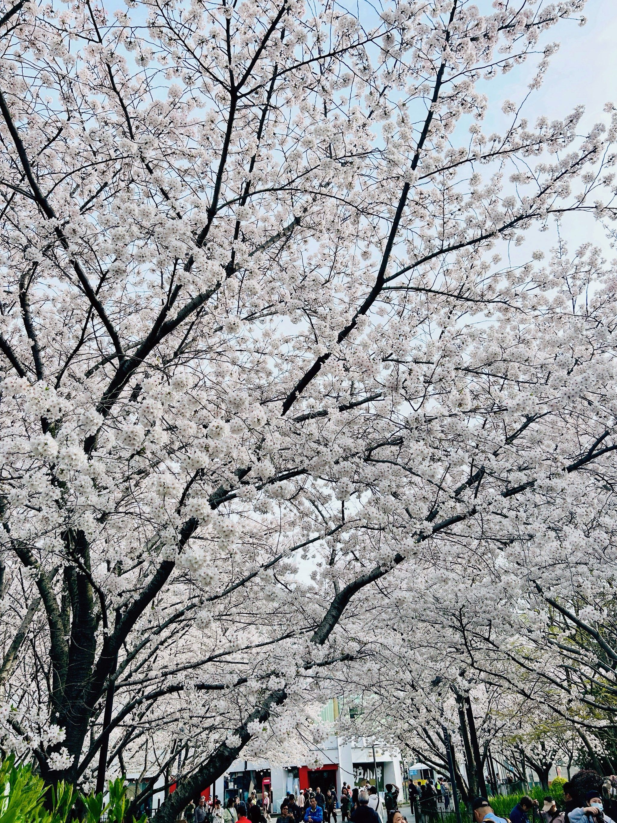上海最美樱花季
