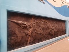 -陕西自然博物馆