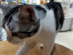 -藏猫猫咖啡主题馆(中央大道店)