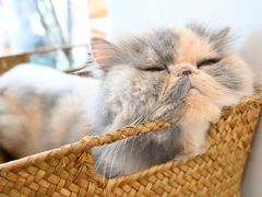 -有猫主题·治愈系猫咖(曾厝垵店)