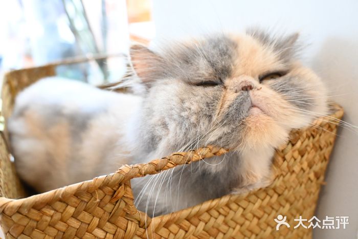 有猫主题·治愈系猫咖(曾厝垵店)图片
