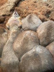 -Zoolung Zoolung动物主题公园(海信广场店)