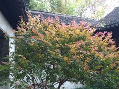 -秋霞圃