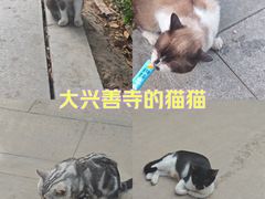 -西安大兴善寺