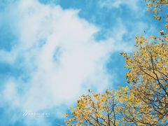-秋霞圃