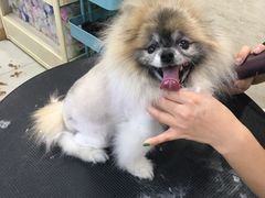 -多卡布奇宠物生活馆(上林世家店)