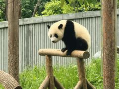 -卧龙中华大熊猫苑神树坪基地