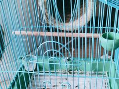 -青石桥花鸟鱼虫市场(叠翠城店)