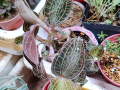 -万商花鸟市场