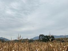 -光明小镇欢乐田园