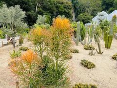 -深圳仙湖植物园