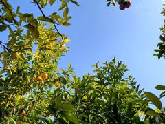 -广州市流溪河国家森林公园
