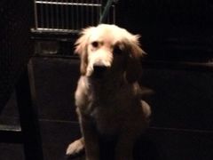 iphone_upload_pic-Strawberry Butterfly草莓蝴蝶日式水果挞