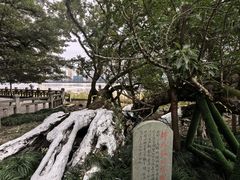-江心屿景区