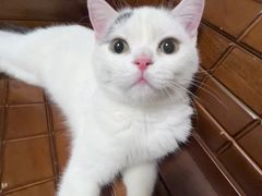 -lincat·猫舍(广州店)