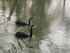 -近春园遗址