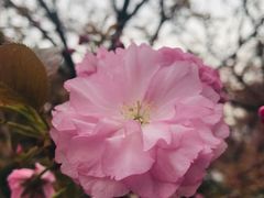-西安青龙寺遗址景区